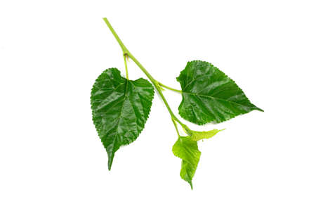 mulberry Branches with leaf isolated on white background.の写真素材