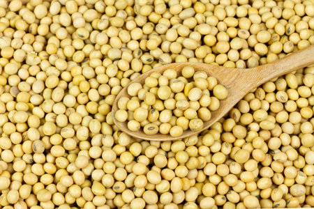 Wooden spoon on pile of soybeans background. Soy contains nutrients that are beneficial to the body....