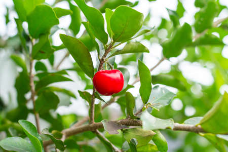 Red Acerola Cherry or Barbados Cherry on tree.の写真素材