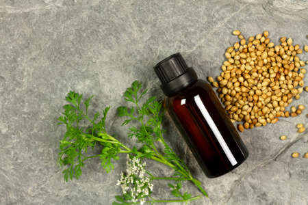 Coriander Essential Oil in bottle and coriander seeds with branch and flower on rock background, top view.の写真素材