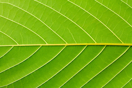 Surface of Behine Mitragyna Speciosa Korth or kratom leaf.