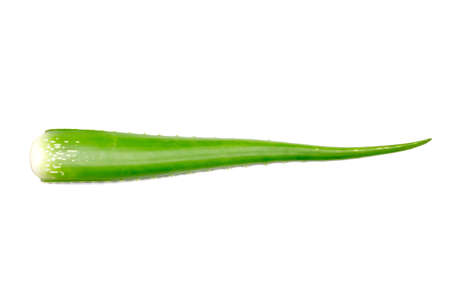 Fresh aloe vera isolated on white background.の写真素材