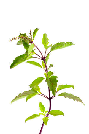 Holy basil isolated on white background. Holy basil leaf are useful herbs and food ingredient has a spicy flavor.の写真素材