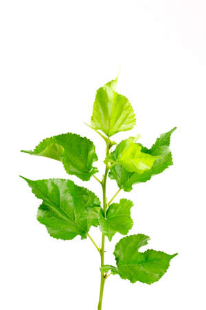 mulberry Branches with leaf isolated on white background.の写真素材