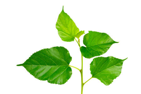 mulberry Branches with leaf isolated on white background.の写真素材