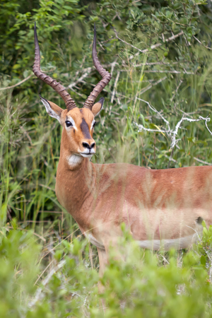 Beautiful antelope in a grass fields in South Africaの写真素材