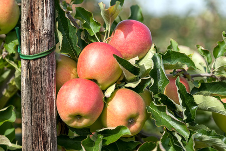 Closeup of four apples on a branchの写真素材