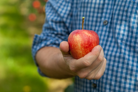 Closeup of just picked red organic apple offeredの写真素材