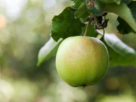 Closeup of a single green apple on a treeの写真素材