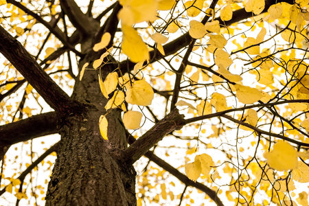 Yellow Leaves on a Tree in Autumn, yellow monochrome