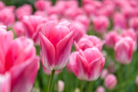 One beautiful pink tulip with a flower field in the background in the Netherlandsの写真素材