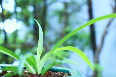 The orchids in the flowerpots.の写真素材