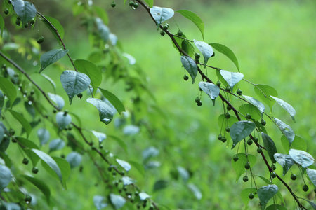 growing green plant