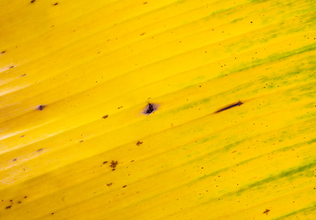 Banana leaves yellow backgroundの写真素材