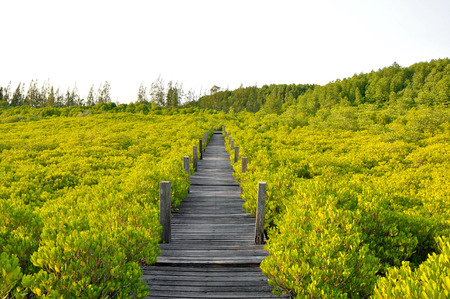 The old wooden bridge in the mangrove forestの写真素材