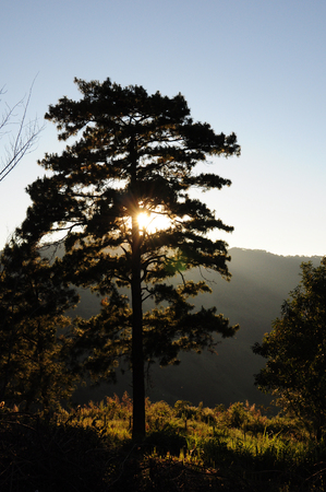 I like the silhouette of treesの写真素材