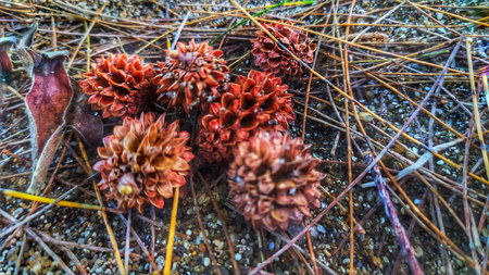 Close up of Pine cone with sand background on beach