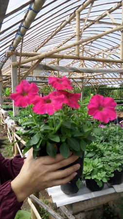 close up of petunia flower. bloom floral. flower marketの写真素材