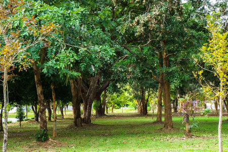 Green garden and trees in public park in urban of Bangkok, Thailand.の写真素材