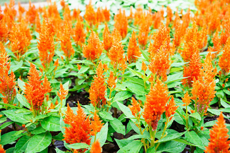 Orange snapdragon flowers field background.