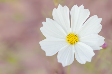 Close up of cosmos flower with copy space.の写真素材