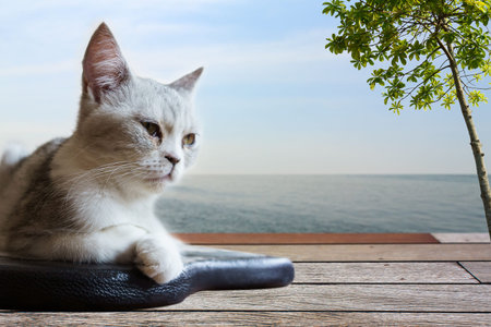 Scottish fold cat sit on black leather sofa and wooden balconyの写真素材