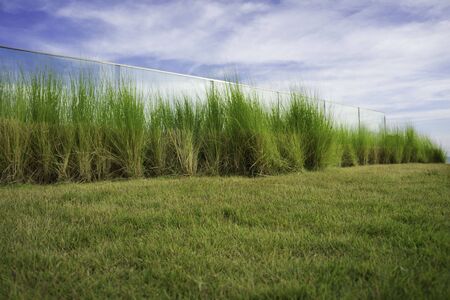 Grass and glass at Pattaya, Thailand.の写真素材