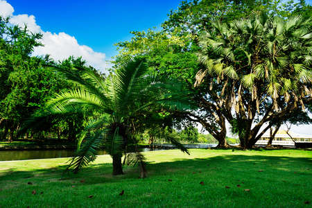 Bangkok, Thailand - October 28, 2016: Tree of dwarf in public park at Bangkok, Thailand.  Photography in blue sky day, greenness grass foreground and canal, big tree and forest in background. It best for landscape, photography and travel.のeditorial素材