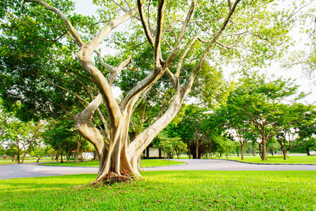 More of tree and Tree branches are parkland in Bangkok, Thailand. Grass is foreground in this picture.の写真素材