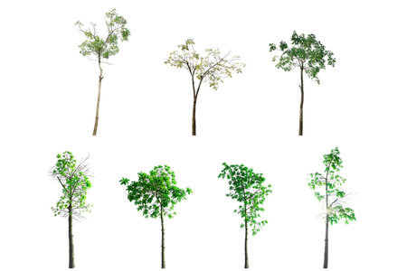 Collection of Trees isolated on white background with leaves and branch.