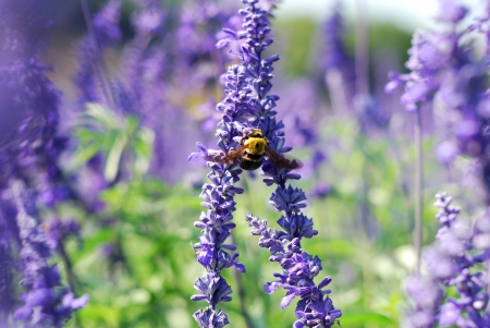 Bee collecting honey on lavendar flowerの写真素材