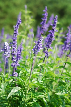 Lavender flowers blooming in a field during summer の写真素材