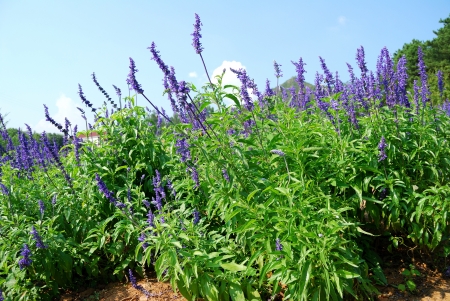 Lavender flowers blooming in a field during summer の写真素材