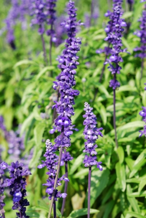Lavender flowers blooming in a field during summer の写真素材