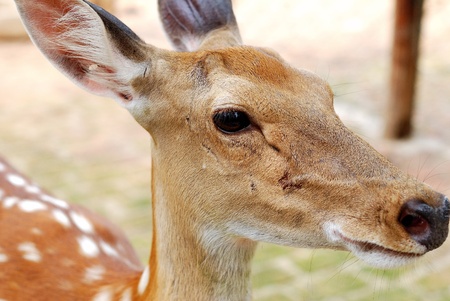 Sika deer の写真素材