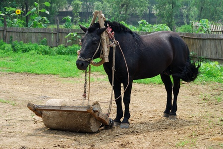 A horse is working in the villageの写真素材