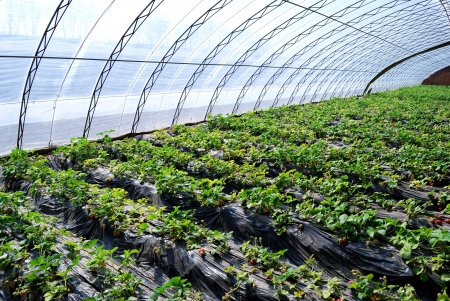 Strawberry in greenhousesの写真素材
