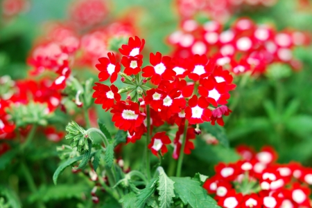 Beautiful red verbena flowers in a gardenの写真素材