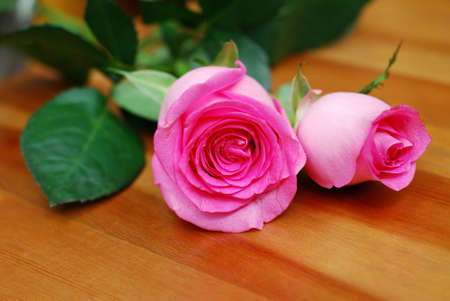 Pink rose の写真素材