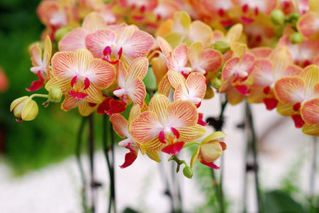Orange butterfly orchid 