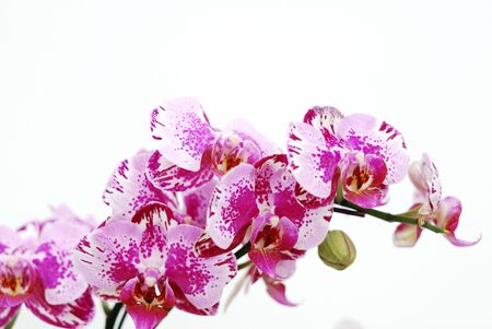 Pink butterfly orchid on white backgroundの写真素材