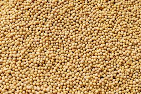 Soy beans backgroundの写真素材