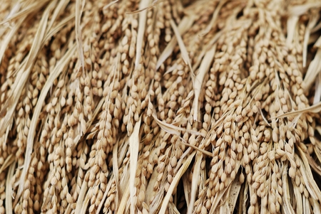Rice spike in rice fieldの写真素材