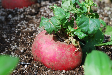 Organic radishes growing on the vegetable bed