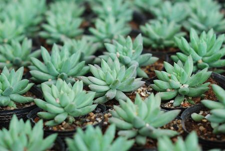 Miniature succulent plants の写真素材