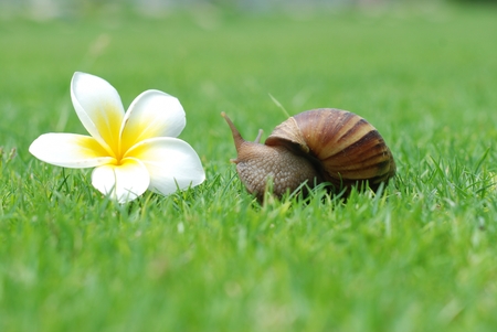Snail in the garden on the grassの写真素材