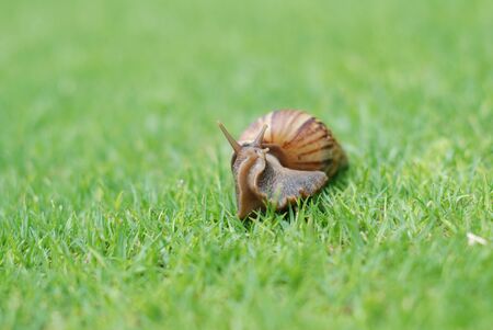Snail in the garden on the grassの写真素材