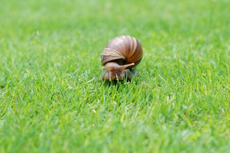 Snail in the garden on the grassの写真素材