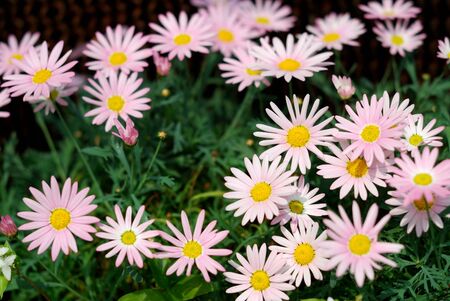 Pink Daisyの写真素材