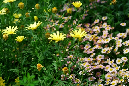 Yellow Daisyの写真素材